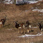 9-mesačné čertíky