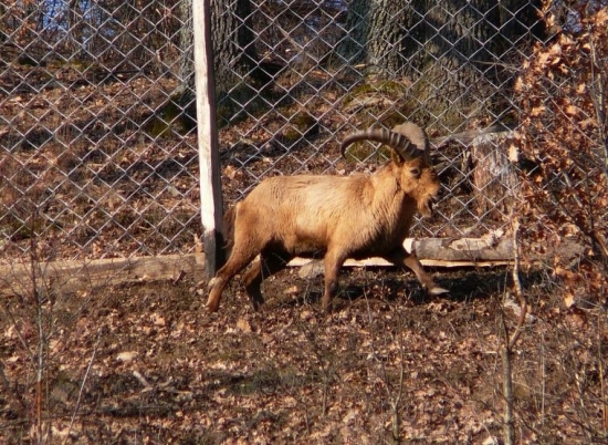 Kaukazák