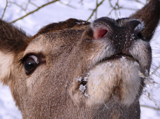 Je ten foťák jedlý?