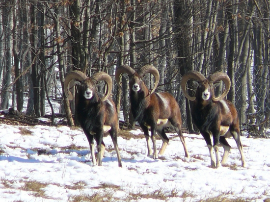 Pozorovatelia