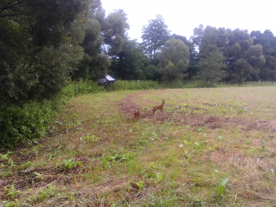 srnčata
