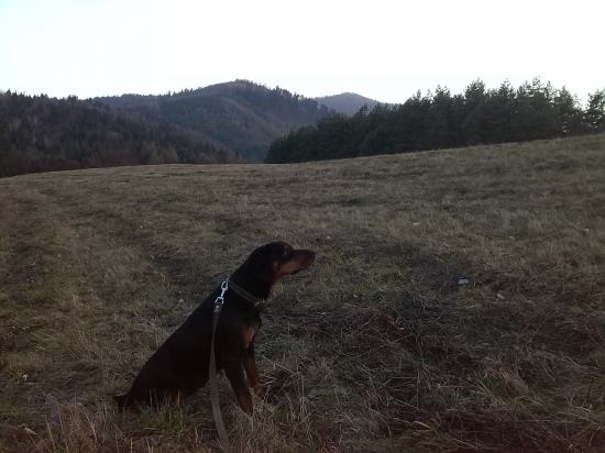 korina vyčmuchala vysoku :)