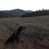 korina vyčmuchala vysoku :)