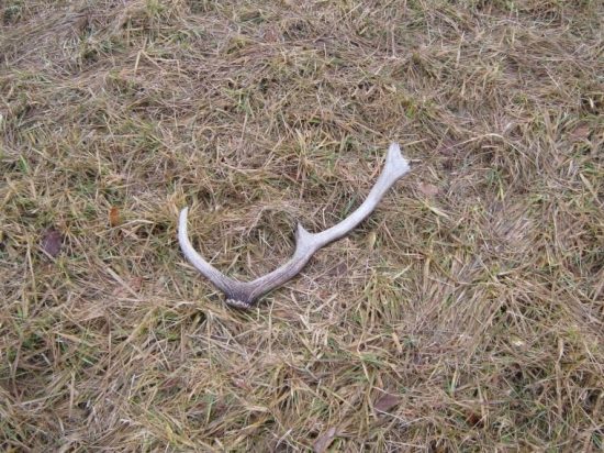 minuloročny a trochu pokoseny :D