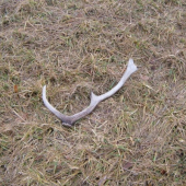 minuloročny a trochu pokoseny :D