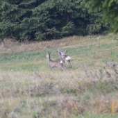už nám menia farbu