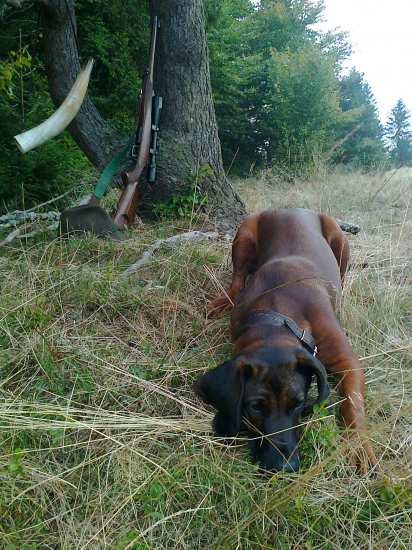 moja Zuna spod Glatzu,prva jelenia ruja