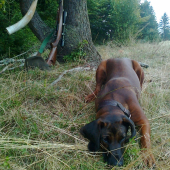 moja Zuna spod Glatzu,prva jelenia ruja