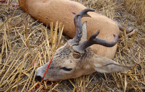 Srnčí říje zečala