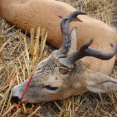 Srnčí říje zečala