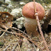 Dnes ráno