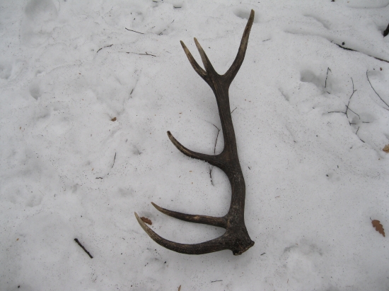 včerajší 12-torák