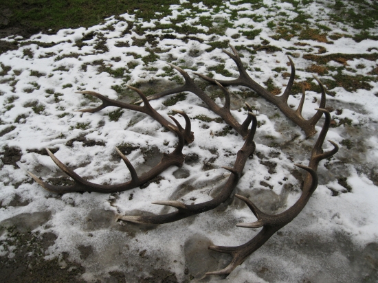 Pripravené k osadeniu na lebky