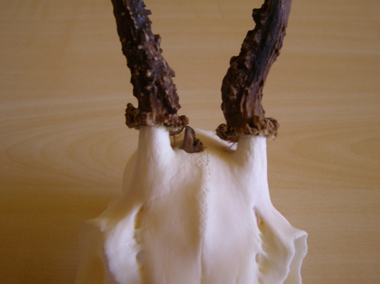 Přežil