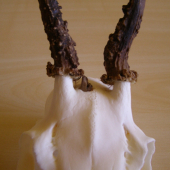 Přežil