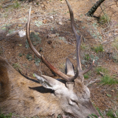 Netrpělivost se nevyplácí