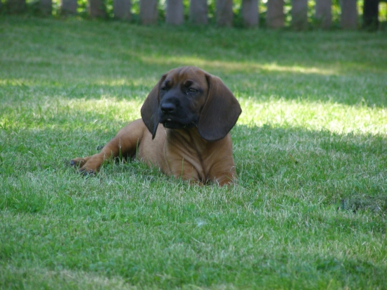 Fatima (Dina s Hradištnice)