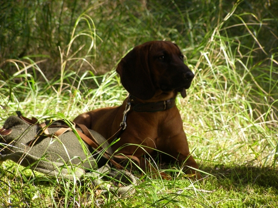 Dina z Hradištnice (Fatima)