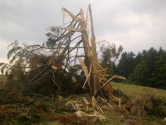 Dvestoročná jedľa po búrke