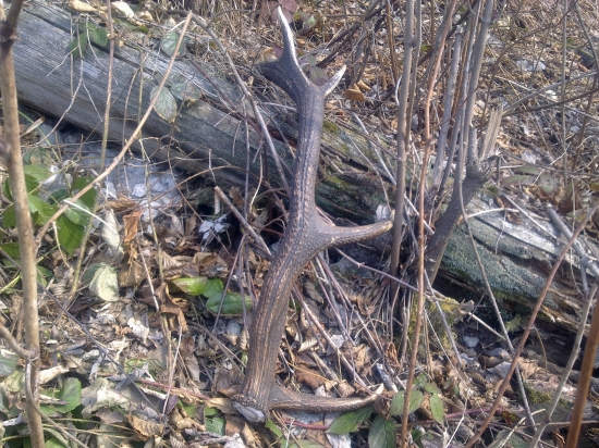 Marcový 2 (do páru)