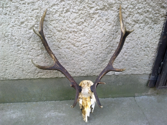 Tohto sme stihli nájsť