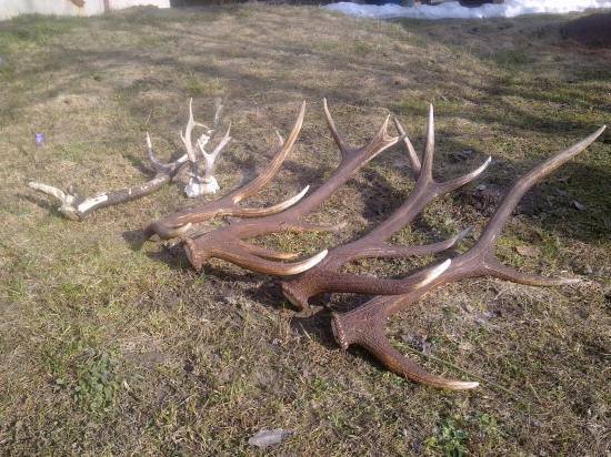 Celodenná vychádzka