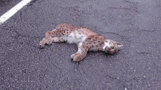 Ďalšia obeť cestnej premávky