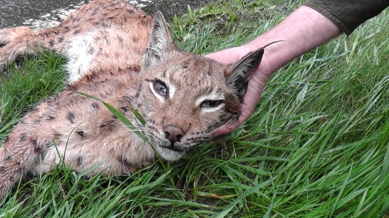 Ešte jedna zo smrtelnej nehody