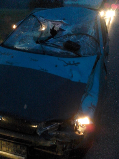 Včerajší stret s jeleňom v Slovenskej Ľupči