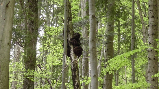 Medvéééééééď......