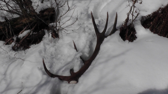 marcová šestnástka