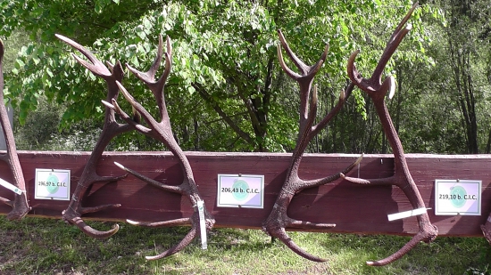 Trojité vlčie vetvy