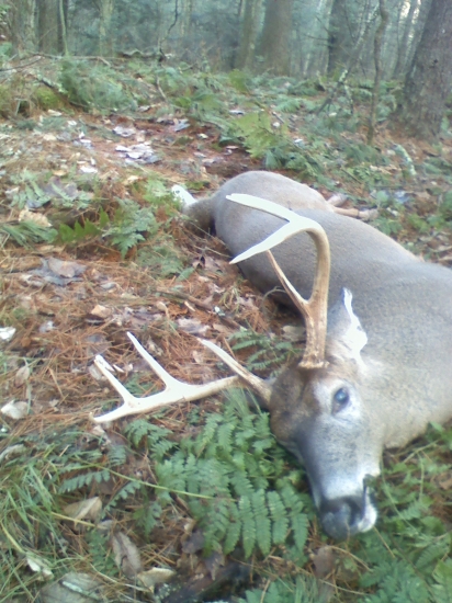 pasrnec bielochvosty