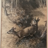 Sovanka-Srnčia ruja komb.technika