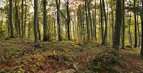 Podvečer v lese