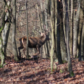 Z dnešnej prechádzky.
