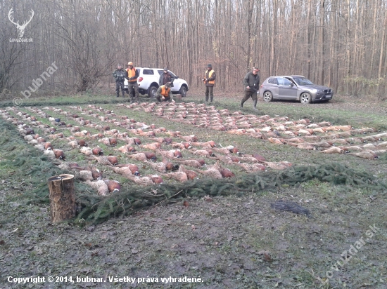 spoločná na bažanty