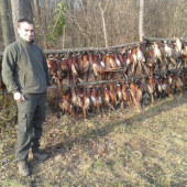 poľovačka na bažanty