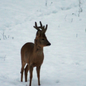 srnec z dnešného večera