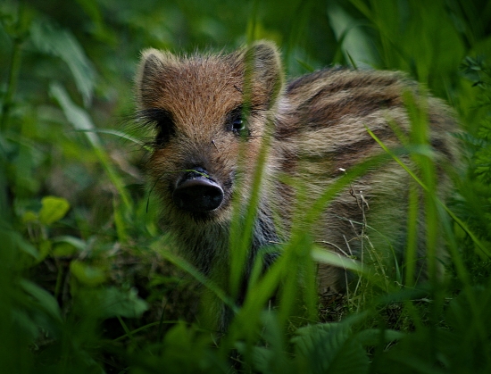 Prasiatko na večernej prechádzke