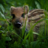 Prasiatko na večernej prechádzke
