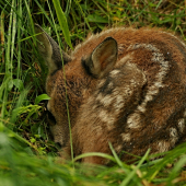 Už je o jedno srdiečko viac