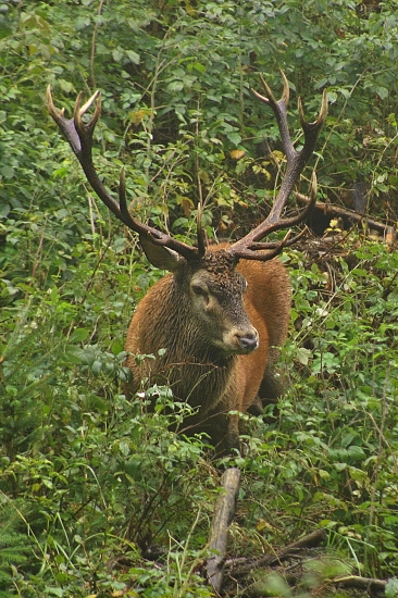 Kráľ spod Javoriny