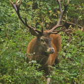 Kráľ spod Javoriny