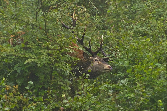 Okliesnim každý stromček