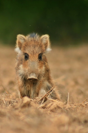 Chcel ma zvalcovať ..:)