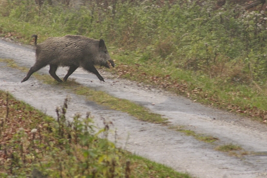 Lanštiak na spoločnej