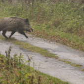 Lanštiak na spoločnej