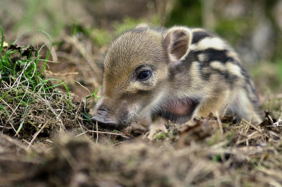 Tak už sú na svete
