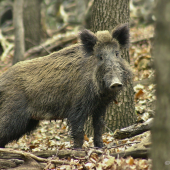 obozretná mamina